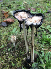 Shaggy Manes - Coprinus comatus