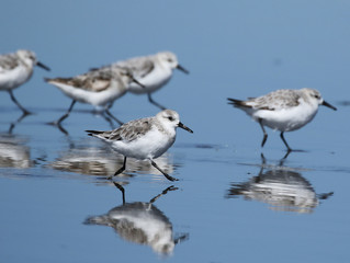 Sanderlings Running