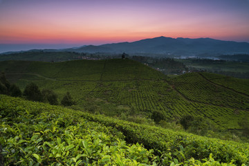Morning View at Malabar Tea Plantation in West Java Indonesia
