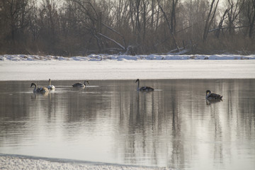 swans on the pond