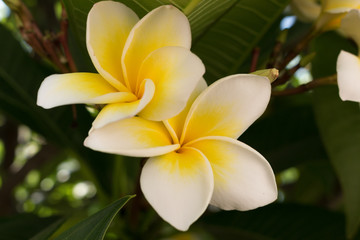 Beautiful flowers of frangipani.