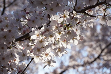 cherry blossom