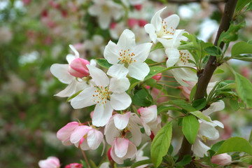 selective focus on one branch of white cherry blossom