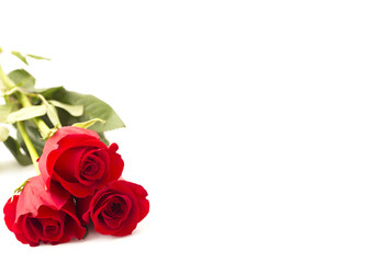 Beautiful Red Roses on a White Background