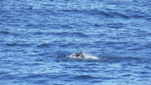 a 180p slow motion shot of a cormorant bathing at monterey bay in california