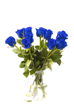 Fototapeta Beautiful Blue Roses on a White Background