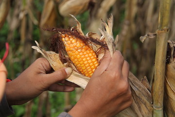 hand holding corn