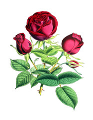Obraz premium Illustration of a flower