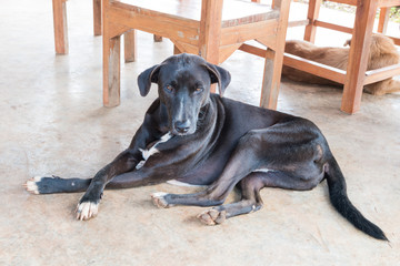 Thai black dog on floor at house,Thailand