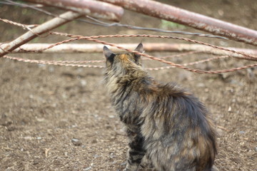 Cat sitting in wire