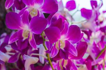 Fototapeta na wymiar Purple Orchids