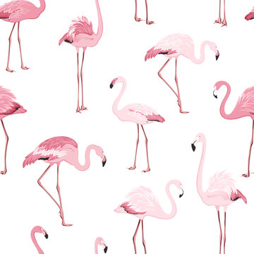 Pink red exotic flamingo birds species seamless pattern. Detailed feather drawing. Standing moving leaning postures. Isolated on clean white background. Africa America continents fauna.