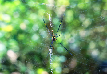 spider in the garden