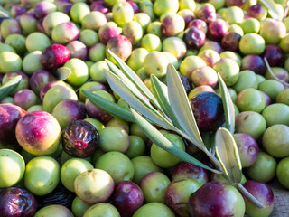 Colorful olives on the ground