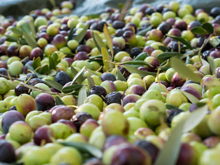 Colorful ripe olives