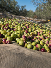 Fresh ripe olives on the ground close up
