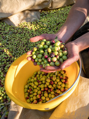 Man collecting ripe olives in bucket