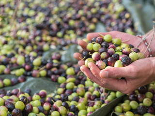 Man holding olives in hand with many olive fruits at background