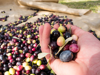 Man holding ripe organic olives in hand