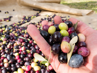 Man holding ripe organic olives in hand at plantation