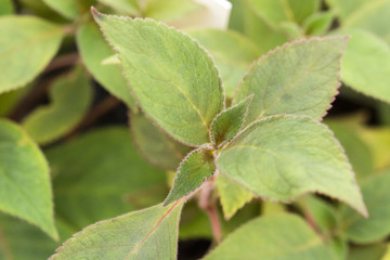 Fototapeta na wymiar Aeschynanthus - young leaves of a plant.