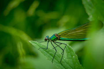 Dragonfly on grass