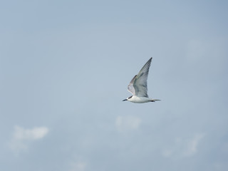 Seagull flying