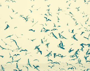 Fototapeta na wymiar seagull flying freedom