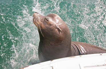 Sea Lion on fishing boat begging for bait fish in Cabo San Lucas Baja Mexico BCS