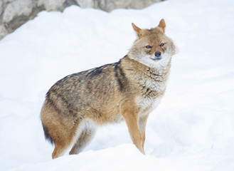 Fototapeta premium Шакал