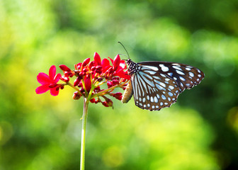 butterfly and red flower