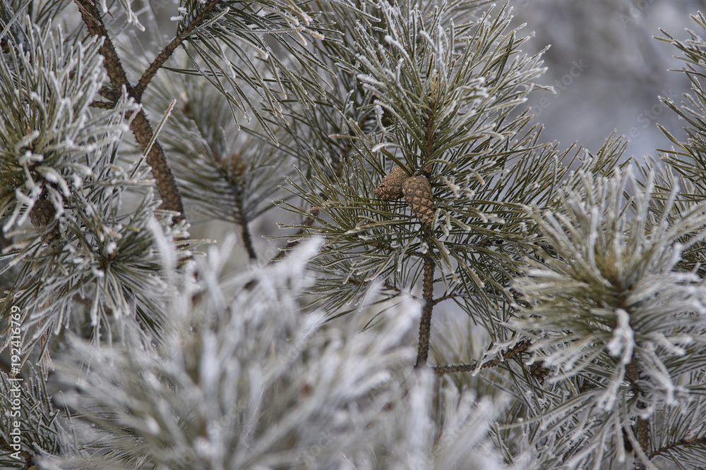 Wall mural Branches in hoarfrost. Small cones. Green needles. Horizontal