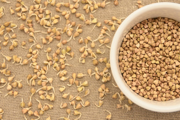 Buckwheat grain. Sprouts. Neutral background. White plate