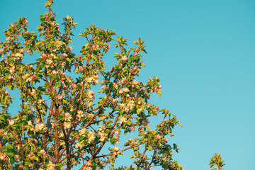 Spring flowers of apple