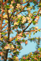 Fototapeta premium Spring flowers of apple