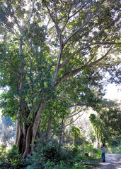 a huge magnolia in the park Mon Repos on the island of Corfu, Greece