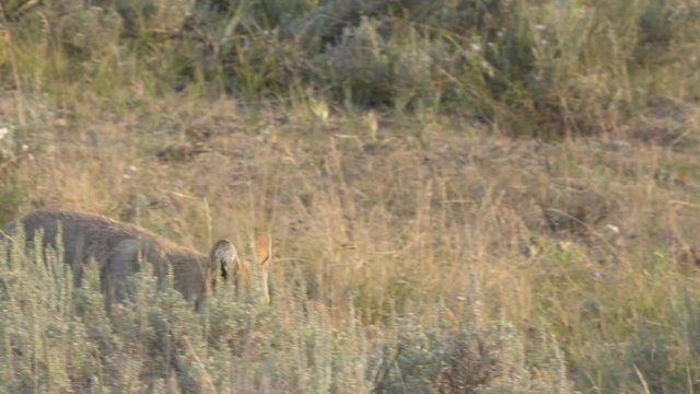 tracking shot of a coyote walking in sagebrush of the lamar valley at yellowstone national park, usa