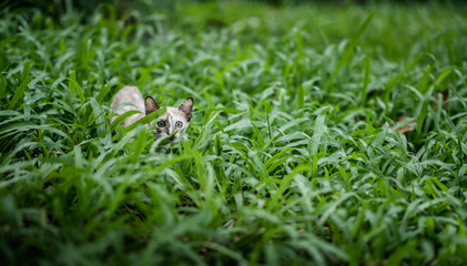 Cat on green grass in garden
