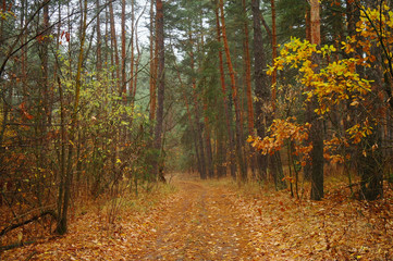 Obraz premium Road under the trees in autumn