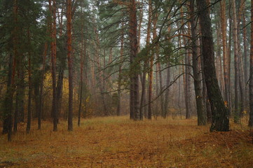 Road under the trees in autumn