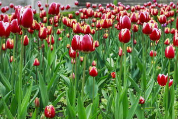 Field of red tulips.