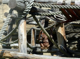 Borneo Orangutan in the  Zoo.