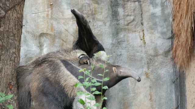 Pair of anteaters is in the khao kheo zoo, Thailand