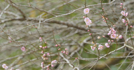 Plum flower in forest