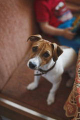 Little cute puppy breed Jack Russell Terrier sits on the couch and looks at the camera. On the back of the blurry terms, the figure of the child. A vertical image. No face.