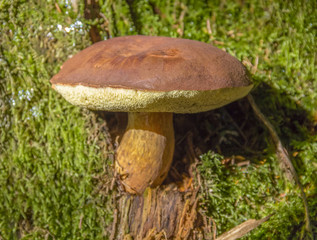 bay bolete fungus
