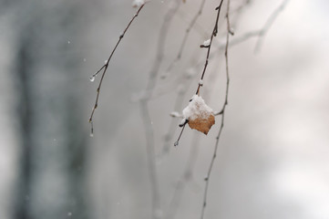 Birch tree branch with dry leaf covered with snow. Winter natural background