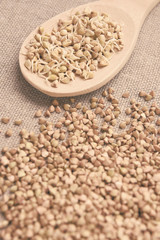 Buckwheat grain. Beans sprouts. Healthy food. Natural background