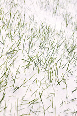 Grass in snow. White background. Green sprouts