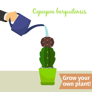 Hand watering copiapoa plant